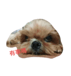 ShihTzu Puppy（個別スタンプ：10）