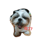 ShihTzu Puppy（個別スタンプ：12）