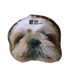 ShihTzu Puppy（個別スタンプ：13）