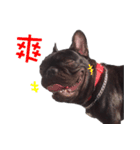 French Bulldog Mr. Q（個別スタンプ：1）