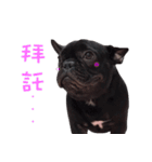 French Bulldog Mr. Q（個別スタンプ：2）