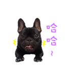 French Bulldog Mr. Q（個別スタンプ：5）