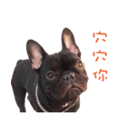 French Bulldog Mr. Q（個別スタンプ：6）