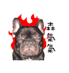 French Bulldog Mr. Q（個別スタンプ：7）