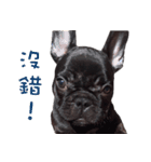 French Bulldog Mr. Q（個別スタンプ：8）