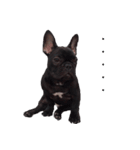 French Bulldog Mr. Q（個別スタンプ：9）