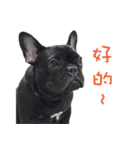 French Bulldog Mr. Q（個別スタンプ：10）