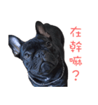 French Bulldog Mr. Q（個別スタンプ：11）