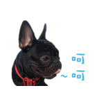 French Bulldog Mr. Q（個別スタンプ：12）