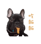 French Bulldog Mr. Q（個別スタンプ：13）