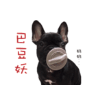 French Bulldog Mr. Q（個別スタンプ：14）