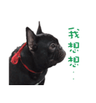 French Bulldog Mr. Q（個別スタンプ：15）