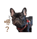 French Bulldog Mr. Q（個別スタンプ：16）