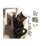 ねこスタンプ（よく使う）（個別スタンプ：12）