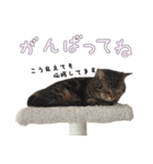 ねこスタンプ（よく使う）（個別スタンプ：19）