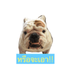 Bigdog Moji（個別スタンプ：8）
