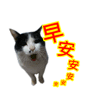 Cat ＆ dog love each other in family-Cat（個別スタンプ：1）