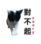 Cat ＆ dog love each other in family-Cat（個別スタンプ：4）