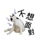 Cat ＆ dog love each other in family-Cat（個別スタンプ：14）