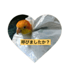 インコ族2（個別スタンプ：1）