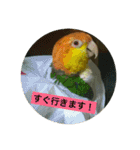 インコ族2（個別スタンプ：6）