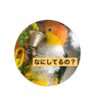 インコ族2（個別スタンプ：10）