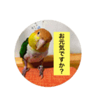 インコ族2（個別スタンプ：24）