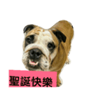 Q-dog（個別スタンプ：1）