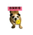 Q-dog（個別スタンプ：3）