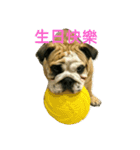 Q-dog（個別スタンプ：7）