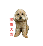 Q-dog（個別スタンプ：14）