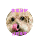 Q-dog（個別スタンプ：15）