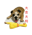 Q-dog（個別スタンプ：16）