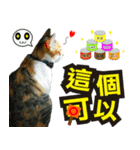 Meow emperor's daily of Meng Mei（個別スタンプ：3）