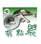 Meow emperor's daily of Meng Mei（個別スタンプ：5）