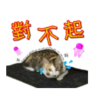 Meow emperor's daily of Meng Mei（個別スタンプ：8）