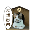 Meow emperor's daily of Meng Mei（個別スタンプ：10）