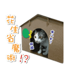 Meow emperor's daily of Meng Mei（個別スタンプ：12）