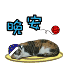 Meow emperor's daily of Meng Mei（個別スタンプ：15）