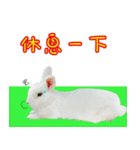 Kevin's Rabbit（個別スタンプ：3）