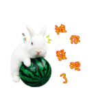 Kevin's Rabbit（個別スタンプ：5）