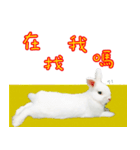 Kevin's Rabbit（個別スタンプ：7）