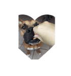 pangdoggy（個別スタンプ：13）