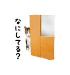 三毛猫のはな（個別スタンプ：1）