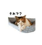 三毛猫のはな（個別スタンプ：2）