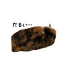 三毛猫のはな（個別スタンプ：3）