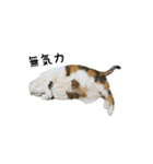 三毛猫のはな（個別スタンプ：6）