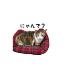 三毛猫のはな（個別スタンプ：10）