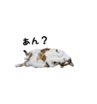 三毛猫のはな（個別スタンプ：11）