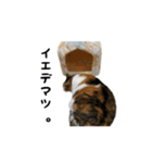 三毛猫のはな（個別スタンプ：12）